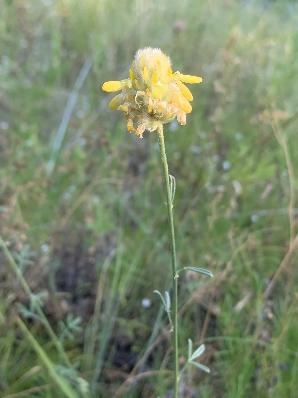   Golden Prairie Clover  ( Dalea aurea ) 