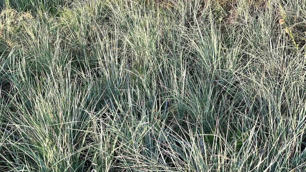  A very robust patch of,  Little Bluestem Grass  ( Schizachyrium scoparium ). 