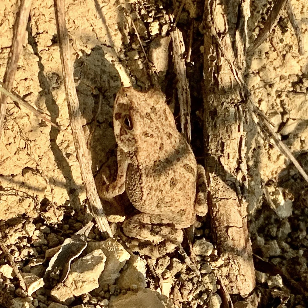  This  Gulf Coast Toad  ( Incilius nebulifer ) was about the size of a dime. 