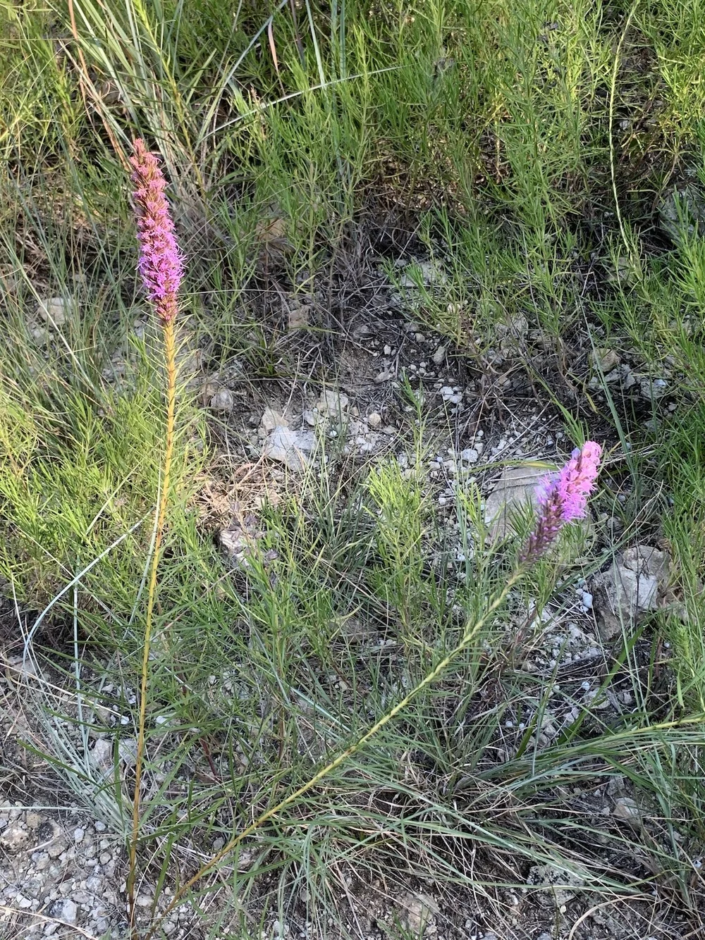   Summer Gayfeather  ( Liatris aestivalis ) are starting to bloom. 