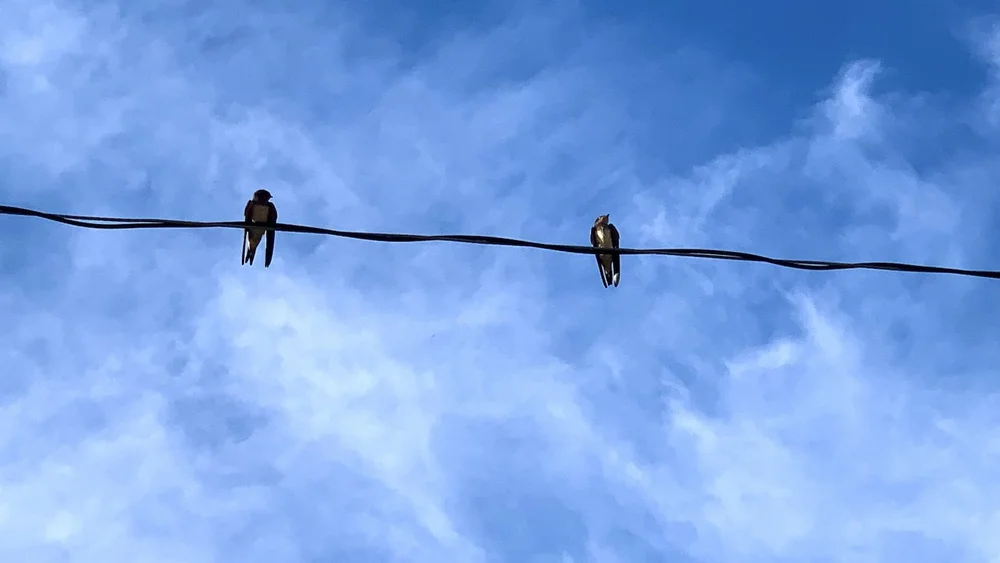  Barn Swallows are back at Tandy Hills. In 2020 they made a dramatic appearance and stayed around for a couple weeks. Like Western Kingbirds and Scissor-tailed Flycatchers, Swallows are skilled flyers. But Swallows are the most acrobatic, IMHO. I wro