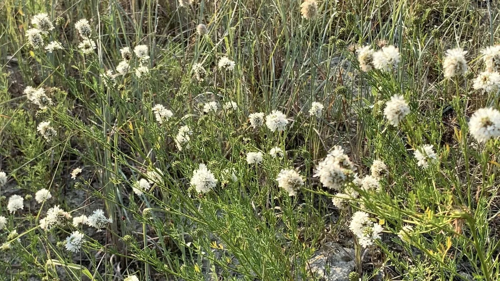   Roundhead Prairie Clover  ( Dalea multiflora ) is one of 3 main species at Tandy Hills and the last to bloom. 
