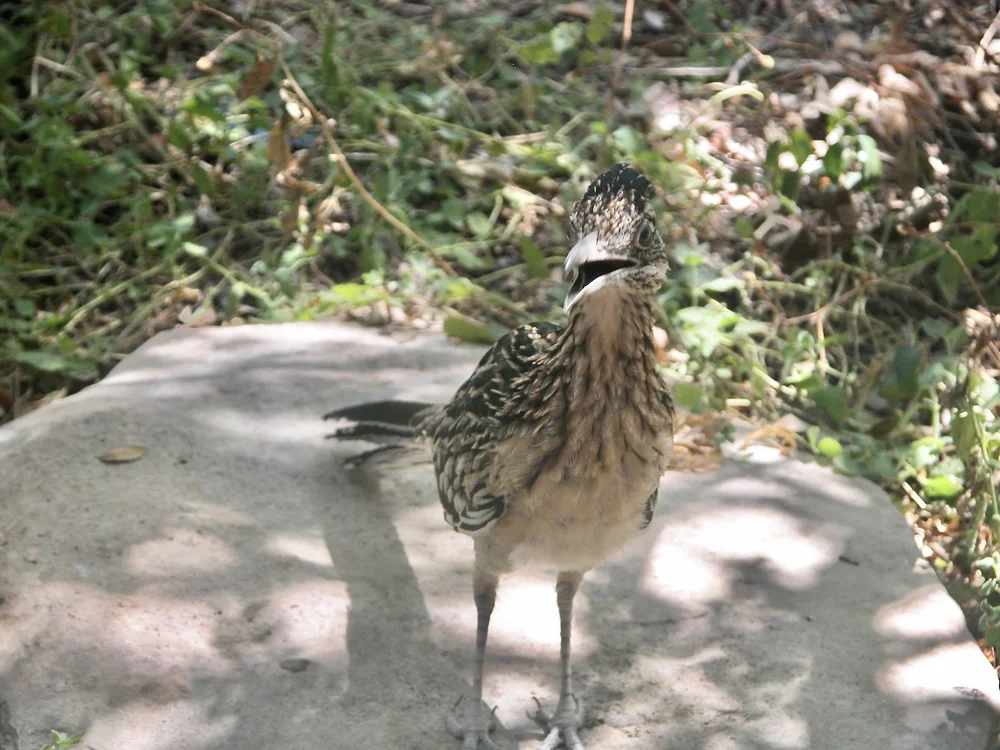DSCN0006.JPG