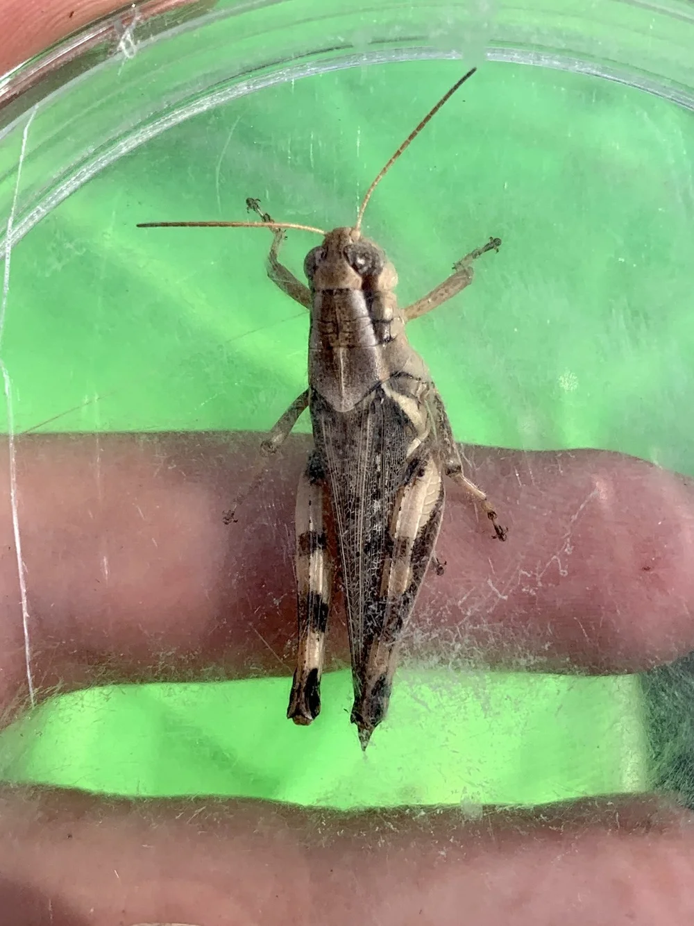   Keeler's Spur-throat Grasshopper  ( Melanoplus keeleri ) Phot by, calvinnering 