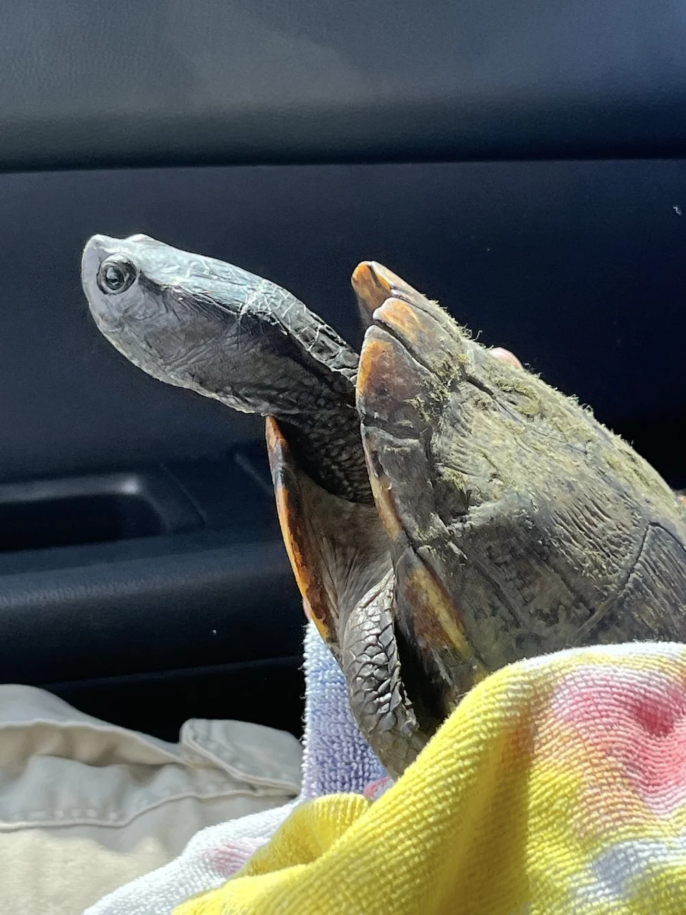   Pond Slider  ( Trachemys scripta ). Photo by, Paige Priddy 