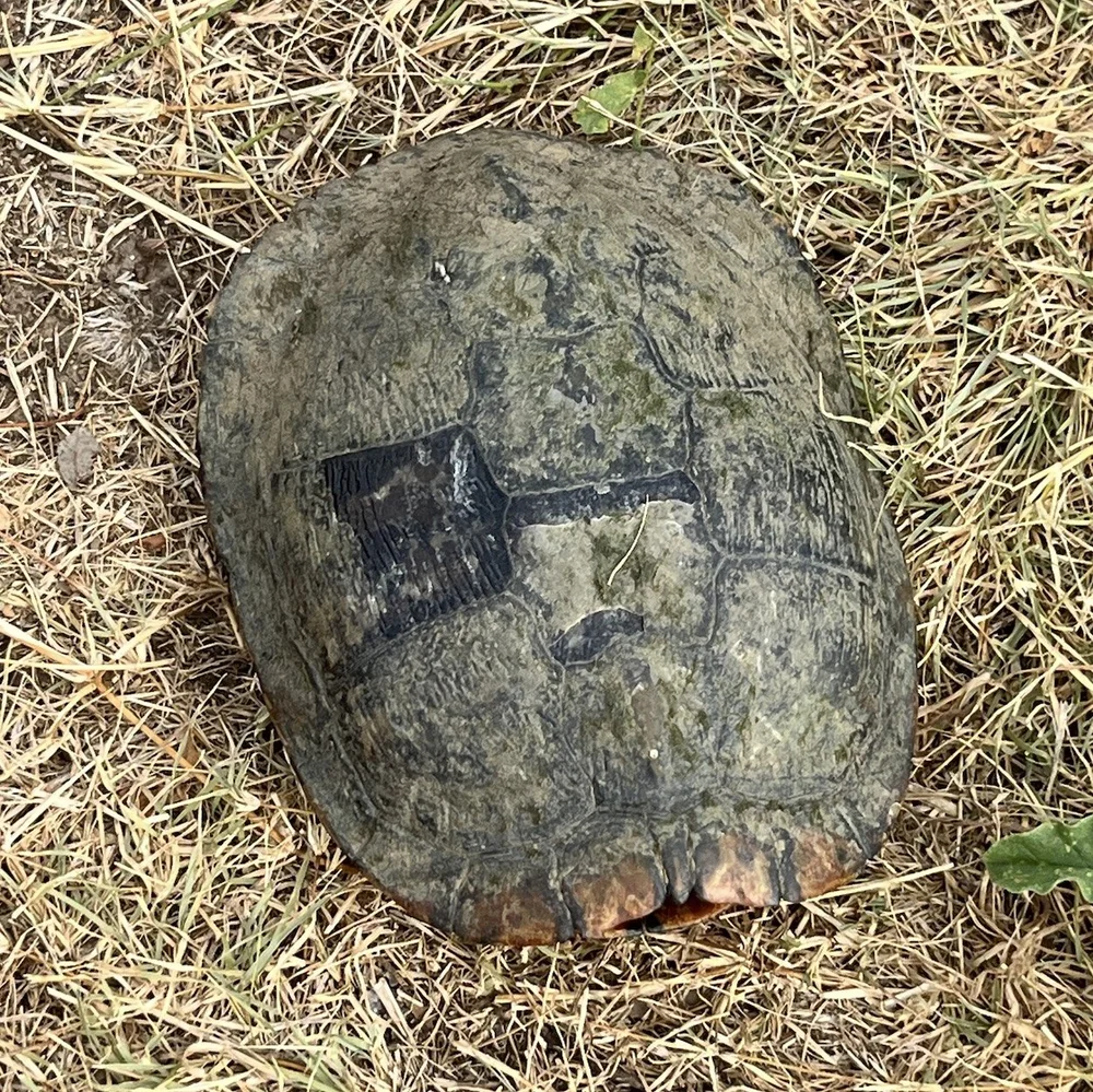   Pond Slider Turtle  ( Trachemys scripta ) photo by paige328 
