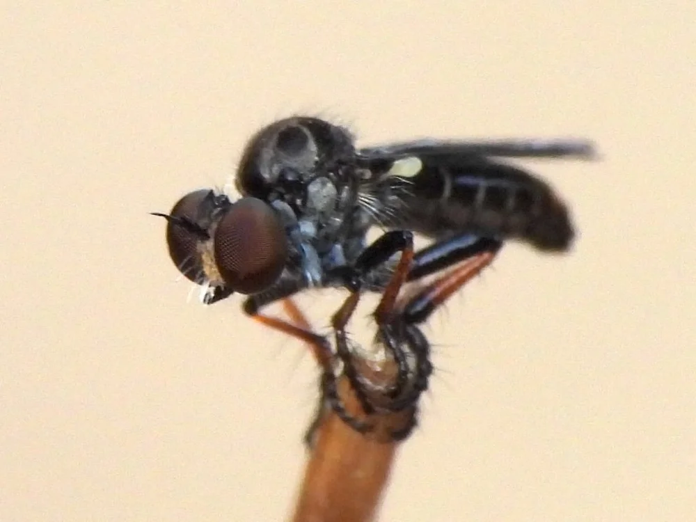   Robber Fly  ( Hadrokolos texanus ) Photo by Sam  Kieschnick 