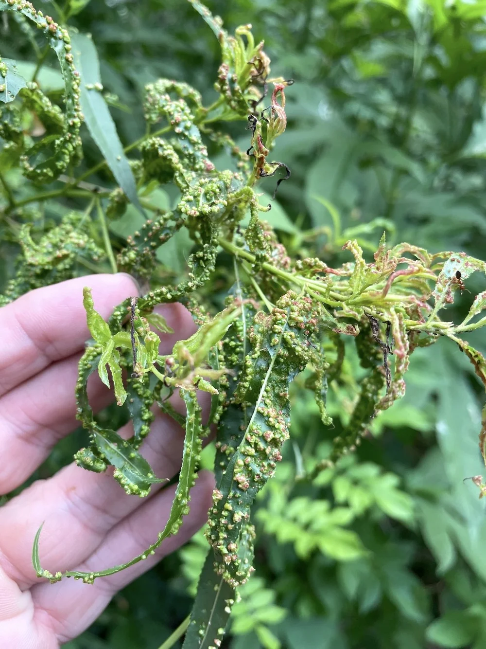   Willow Bead Gall Mite  ( Aculus tetanothrix ) Photo by, Sam Kieschnick 