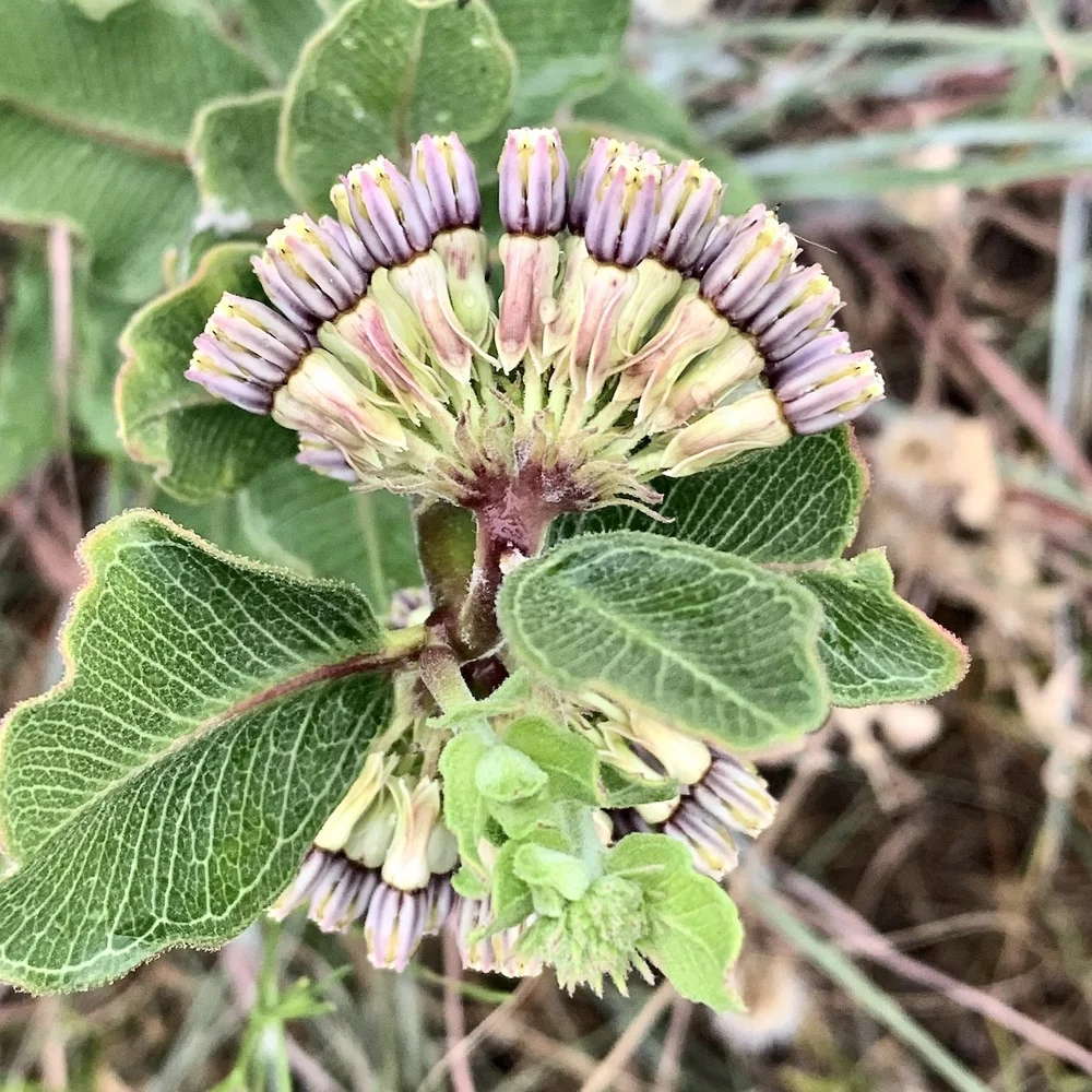   Green Comet Milkweed  ( Asclepias viridiflora)  
