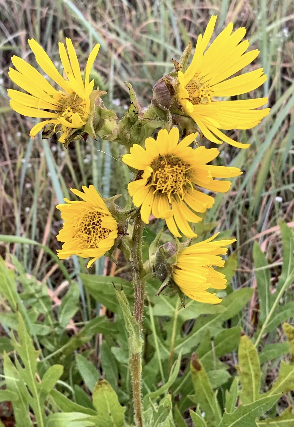   Compass Plant  ( Silphium laciniatum ) 