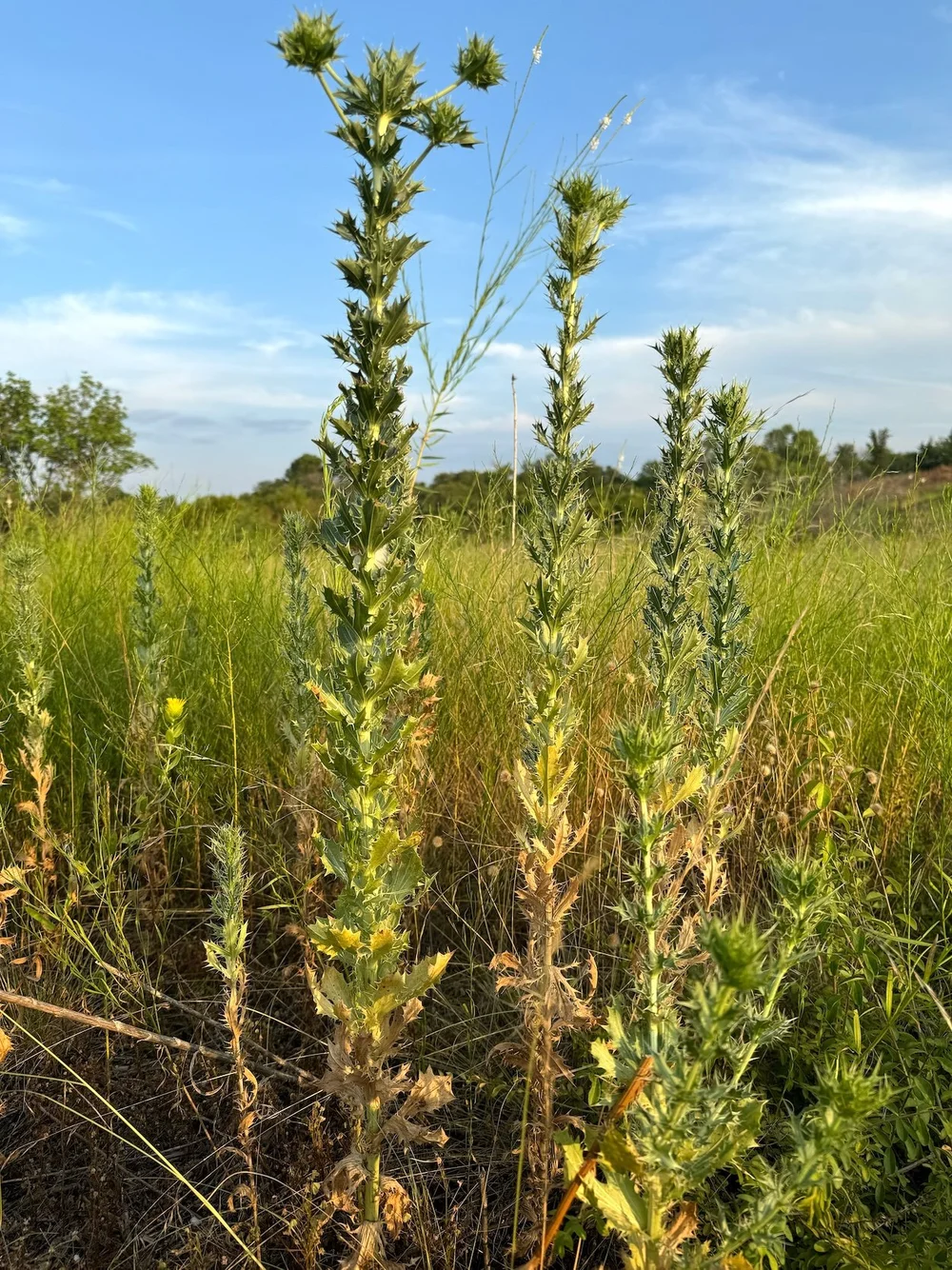  Tall stems of  Leavenworth's Eryngo  ( Eryngium leavenworthii)  are almost ready to reveal their purple crowns. 