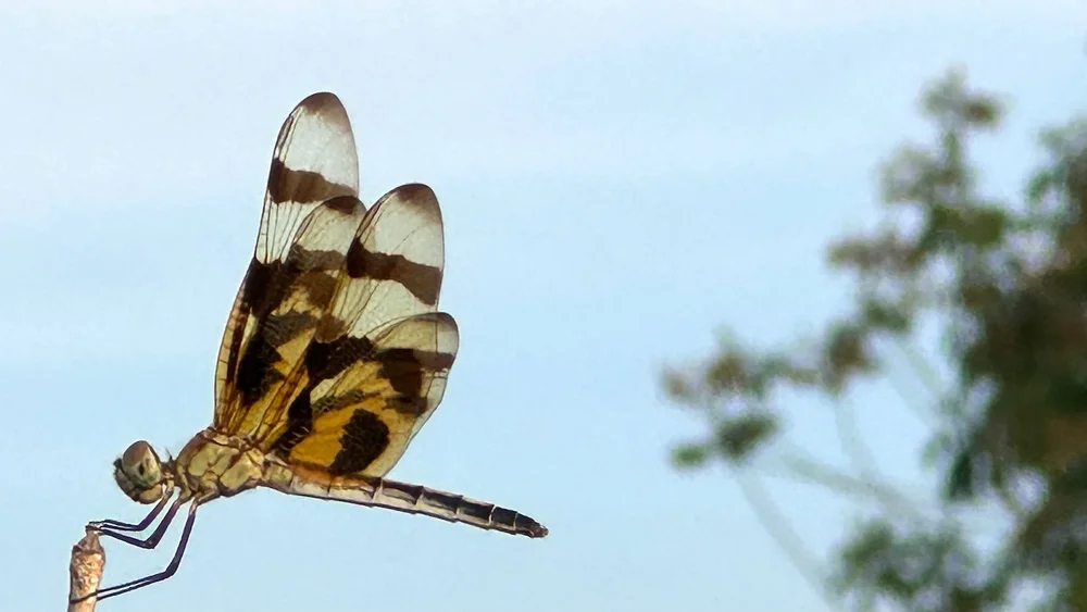   Halloween Pennant Dragonfly  