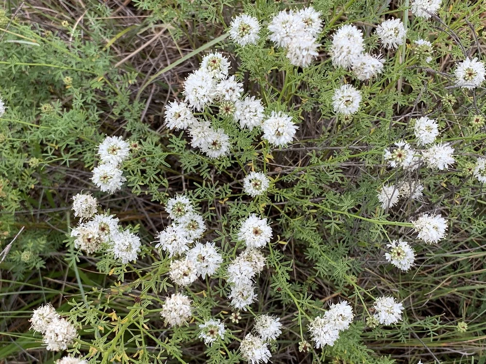   Roundhead Prairie Clover  ( Dalea multiflora ) 
