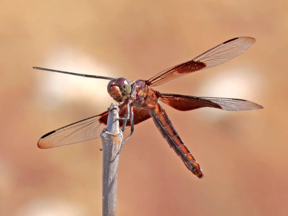   Widow Skimmer Dragonfly  ( Libellula luctuosa ) Photo by, Greg Hughes 