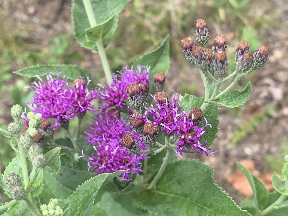  Western Ironweed  ( Vernonia baldwinii ) 