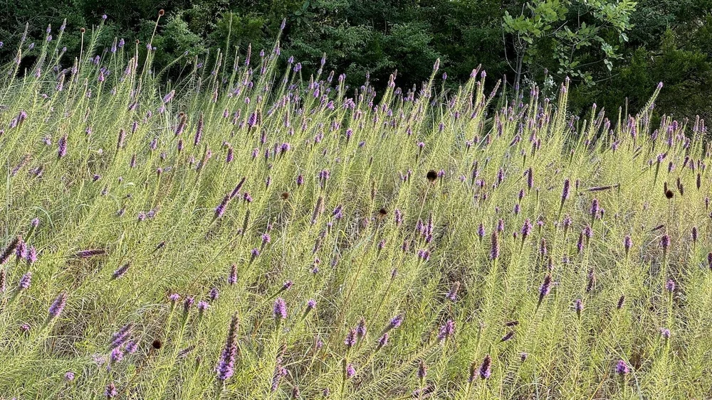 Dotted Gayfeather (Liatris punctata)5.jpeg