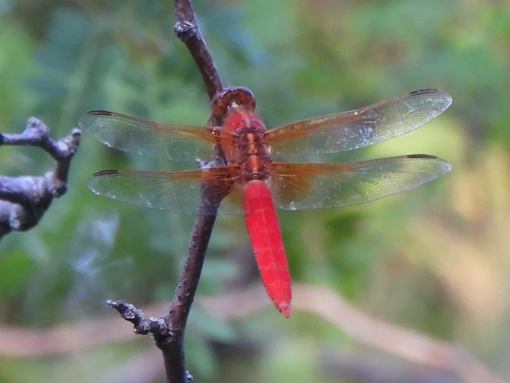   Neon Skimmer  ( Libellula croceipennis)  Photo by,  Sam Kieschnick  