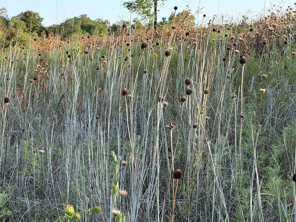   Little Bluestem  grass is coming along nicely, in between faded  Purple Coneflower  stalks. 