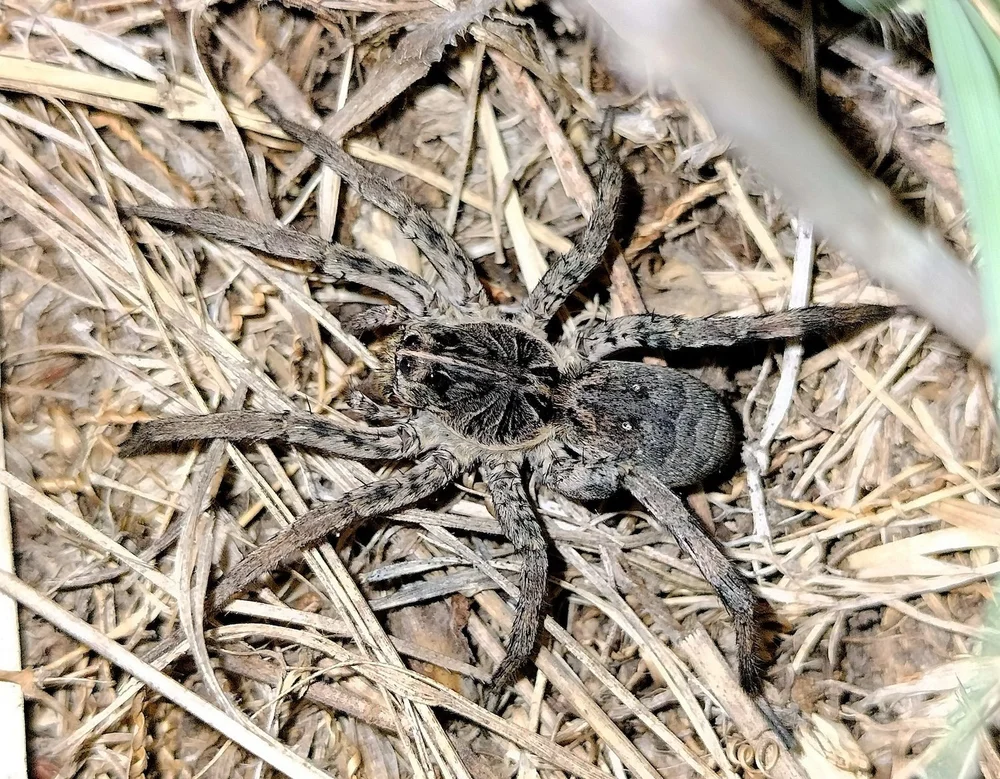   Burrow-living Wolf Spiders  ( Genus Hogna ). Photo by, jocobirder 