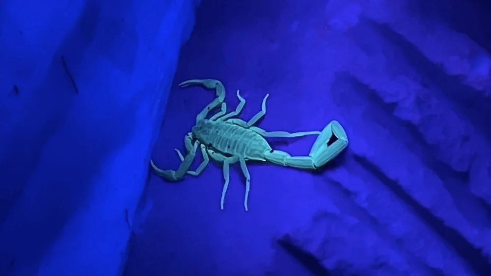  Striped bark Scorpion ( Centruroides vittatus ). Under UV light, they appear blue-ish. Photo by, Sarahizo 