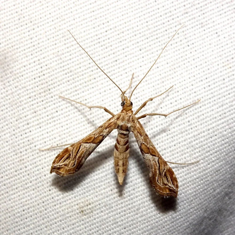   Interrupted Lineodes Moth  ( Lineodes interrupta ) photo by, karen762 
