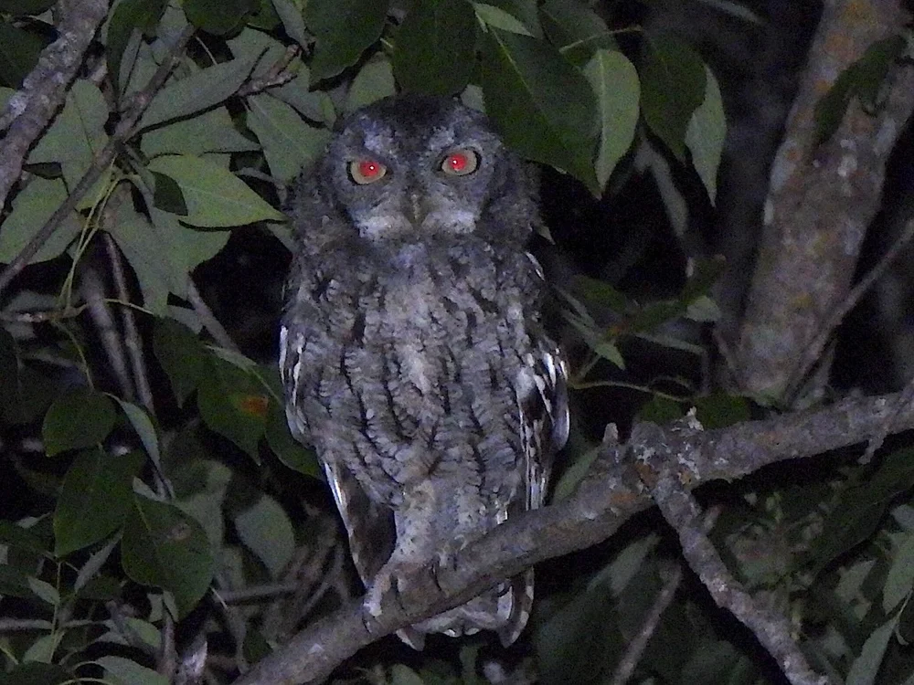  An  Eastern Screech Owl  ( Megascops asio ) was a surprise guest. Photo by, Sam Kieschnick 