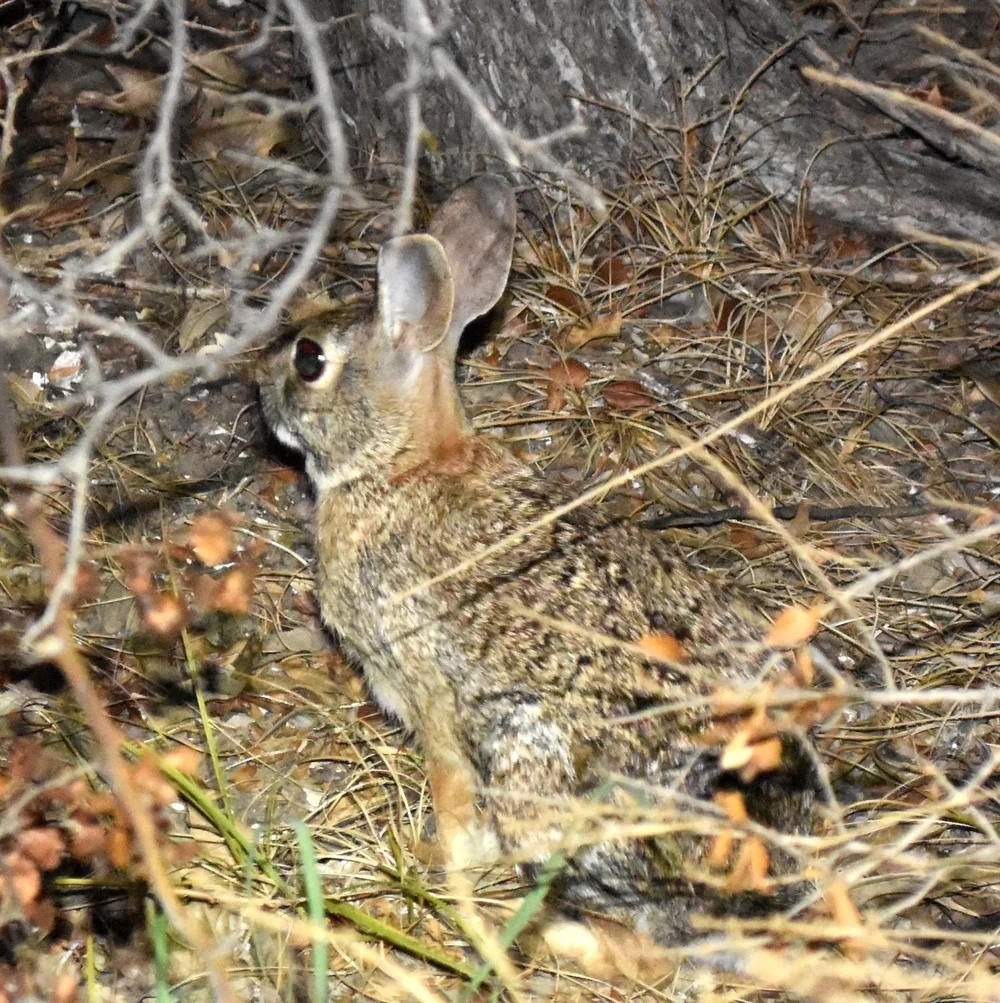  Eastern Cottonail Rabbit ( Sylvilagus floridanus ) hiding in the shadows. Photo by, k8thegr8 