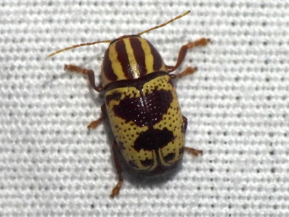   Case-bearing Leaf Beetle  ( Cryptocephalus leucomelas ). Photo by, sam k 