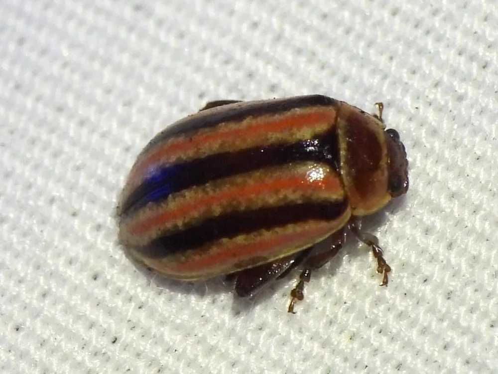   Flea Beetle  ( Disonycha admirabila ). Photo by, sam k 