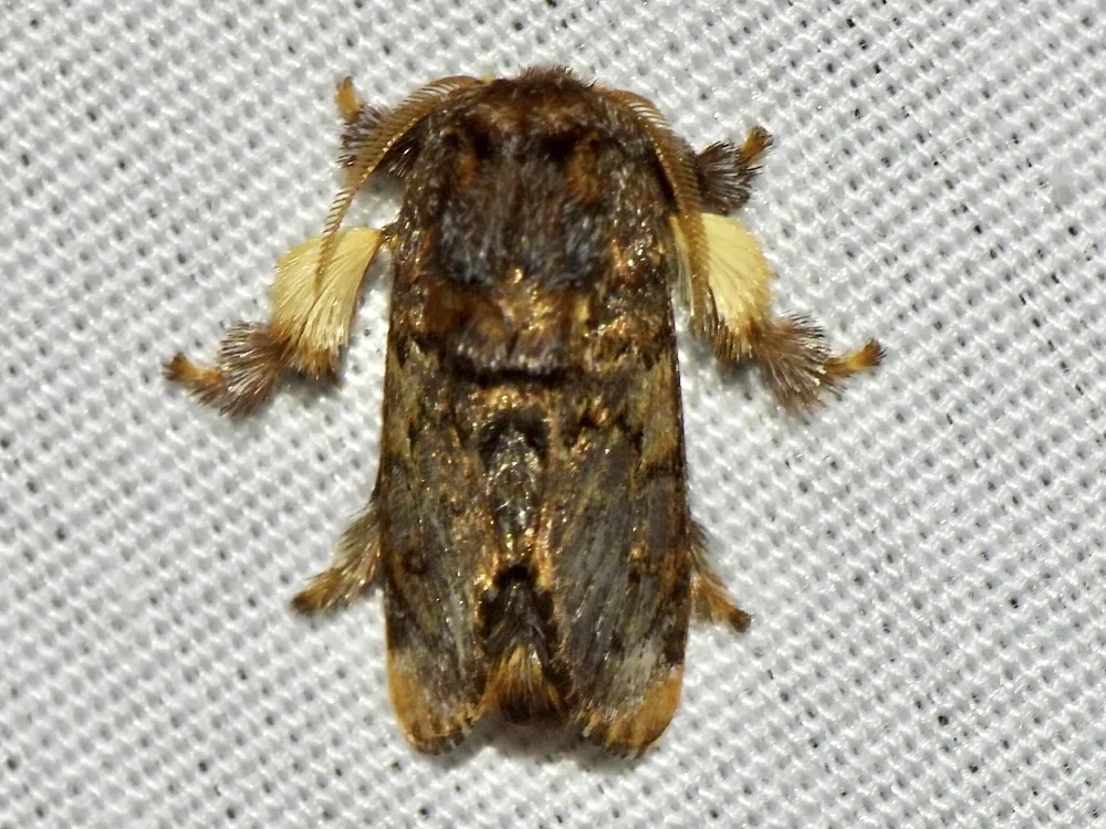   Hag Moth  ( Phobetron pithecium ). Photo by, Sam Kieschnick 