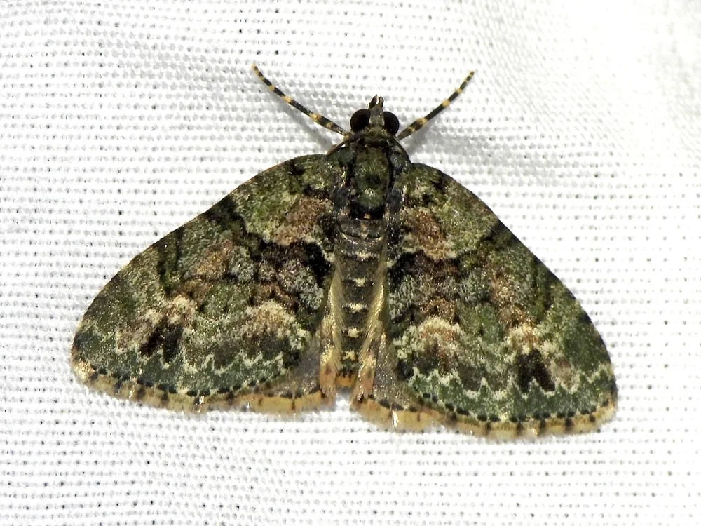   Hammaptera Moth  ( Hammaptera parinotata ). Photo by, sam k 