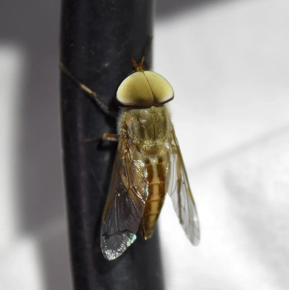   Striped Horse Fly  ( Tabanus lineola ). Photo by, k8thegr8 