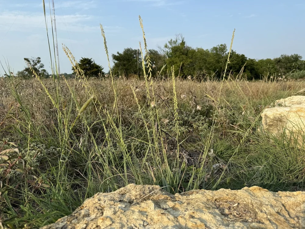   Sideoats Grama )  Bouteloua curtipendula,  the State Grass of Texas. 