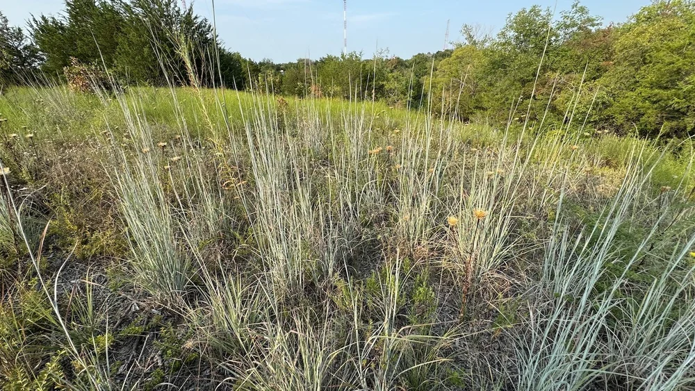  Little Bluestem Grass  ( Schizachyrium scoparium)  is one of about 80 grass species at Tandy Hills.    