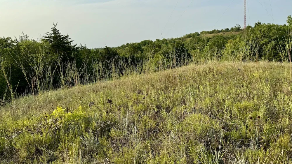   False Gaura  ( Oenothera glaucifolia)  is one of the joys of the fall prairie and can grow more than 8' tall. 