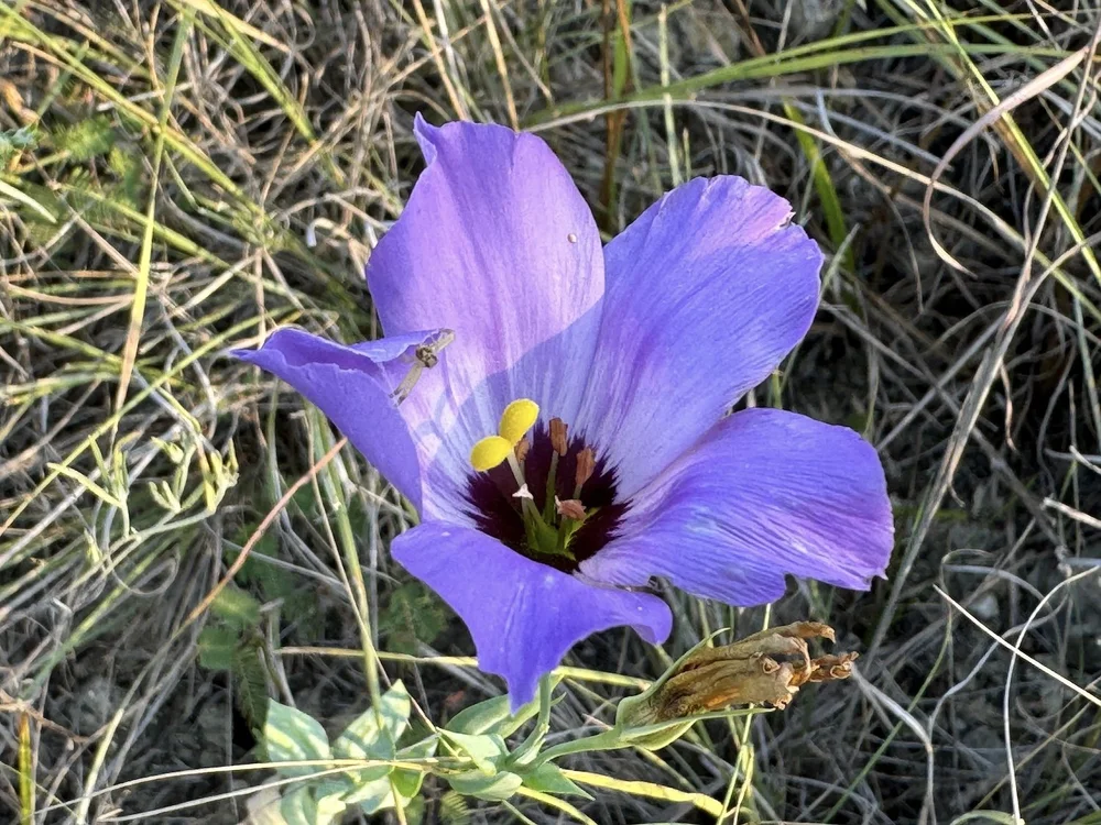   Showy Prairie Gentian  ( Eustoma russellianum)  usually stop blooming in June but a few that popped up in the heat of August. 
