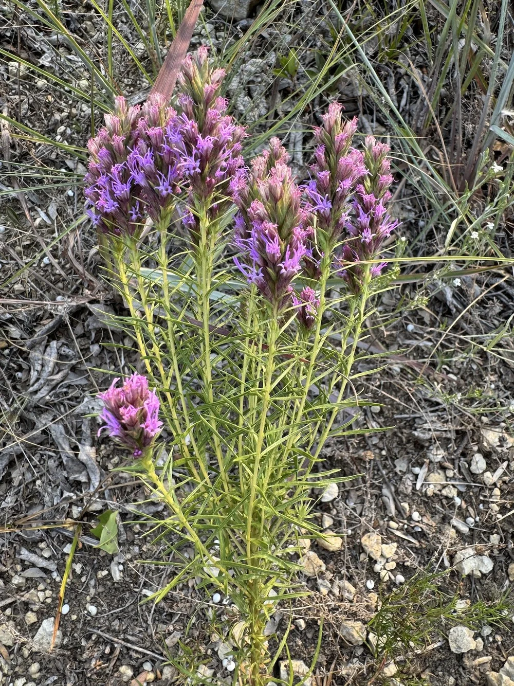  A bouquet-like stem of  Dotted Gayfeather (  Liatris punctata)  crossed my path in mid-August. 