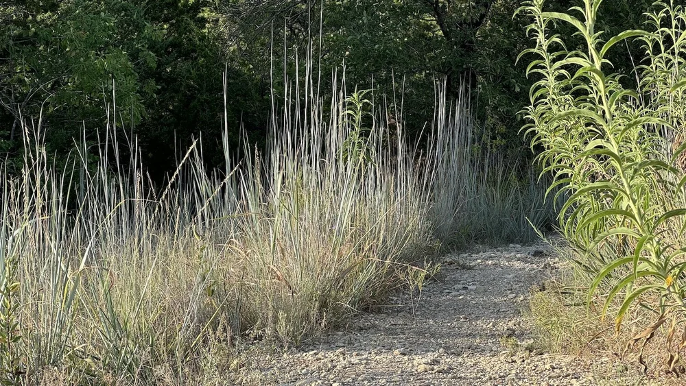  An inviting path into the dark wood framed by  Little Bluestem  and  Maximilian Sunflowers . 