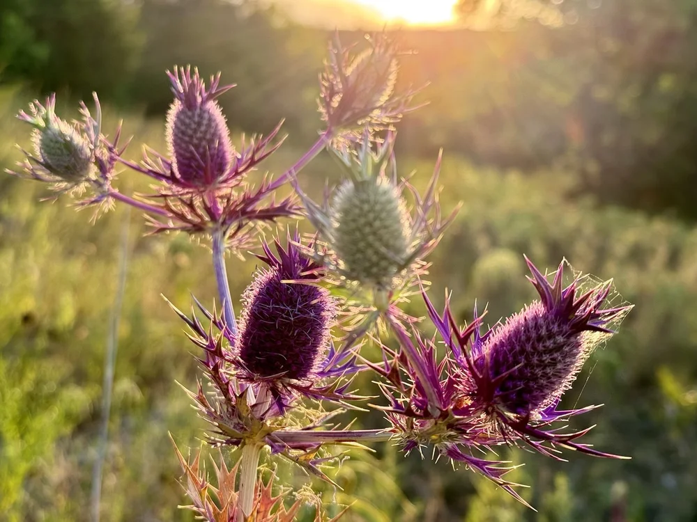   Leavenworth's Eryngo  ( Eryngium leavenworthii)  
