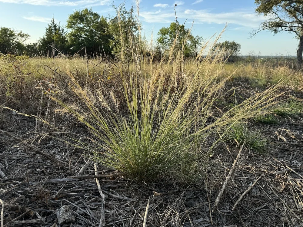   Purple Threeawn Grass  ( Aristida purpurea)  