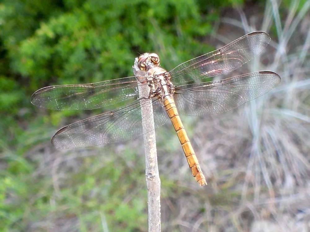   Roseate Skimmer Dragonfly  ( Orthemis ferruginea ) Photo by  Sam Kieschnick  