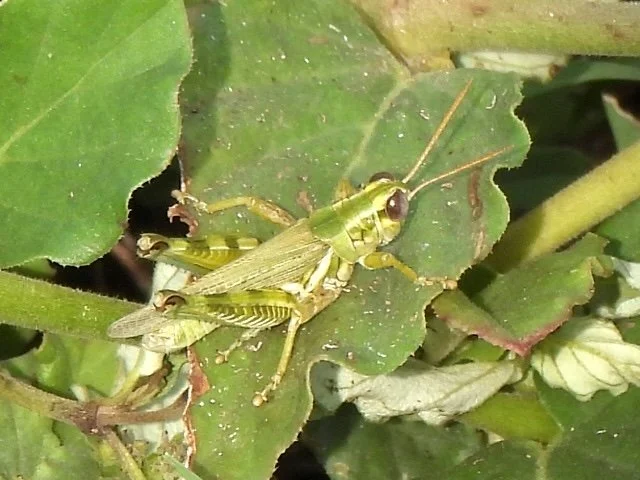   Quanah Grasshopper  ( Melanoplus tuberculatus ) Photo by sam Kieschnick 