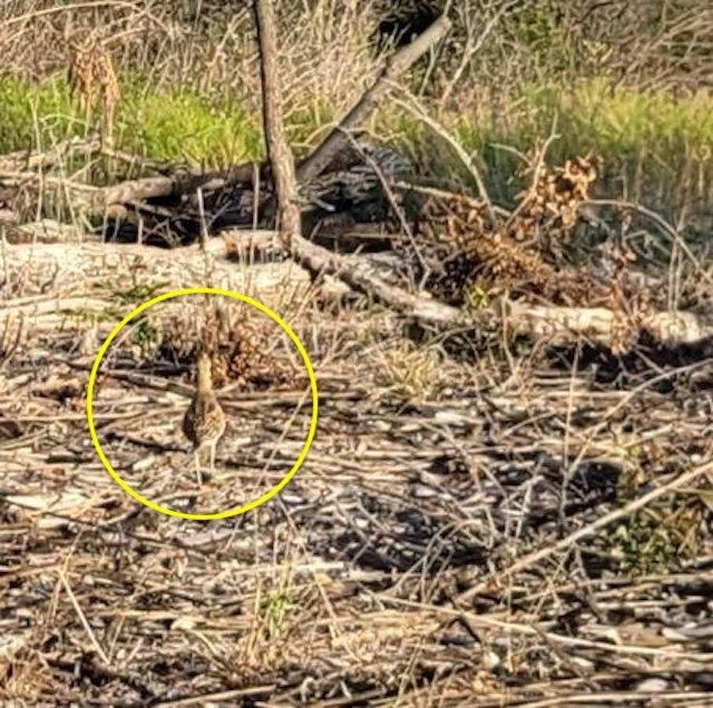   Upland Sandpiper  (Bartramia longicauda). Photo by, Michelle Villafranca 