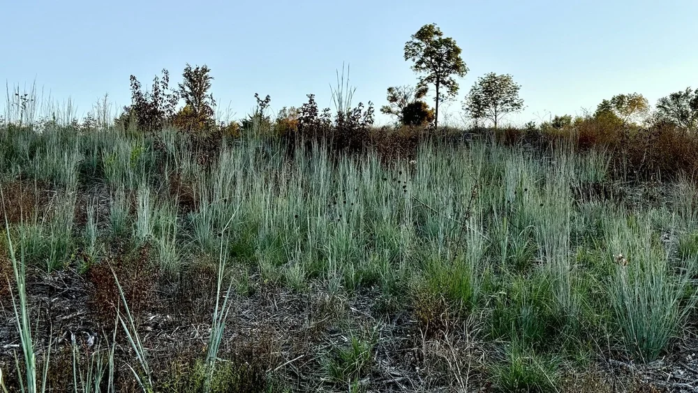  A nice patch of  Little Bluestem Grass  ( Schizachyrium scoparium ) near an area recently mulched of privet. 