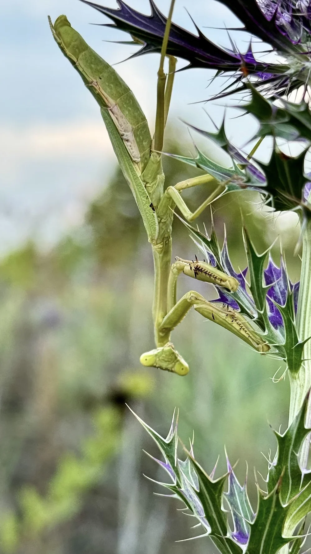  Fall is the season of the  Mantis . ( Genus Stagmomantis ) 
