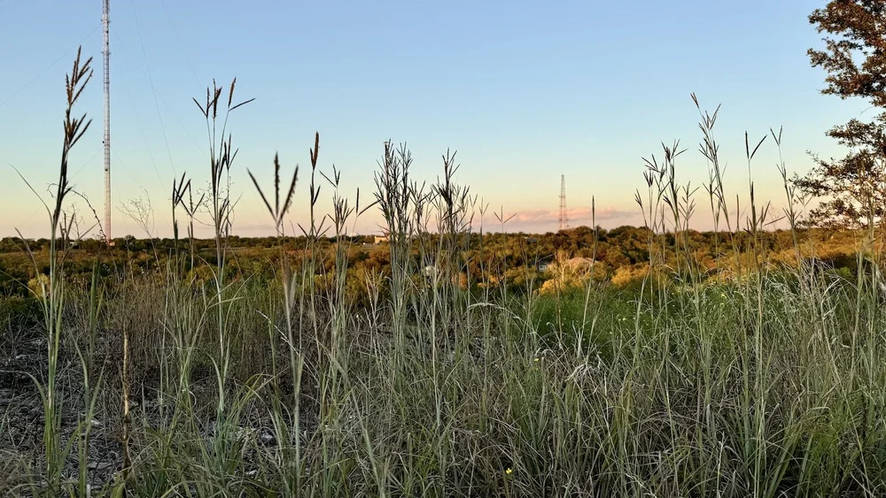  There are a few patches of  Big Bluestem Grass  ( Andropogon gerardi ) that got enough water to generate seed heads.  