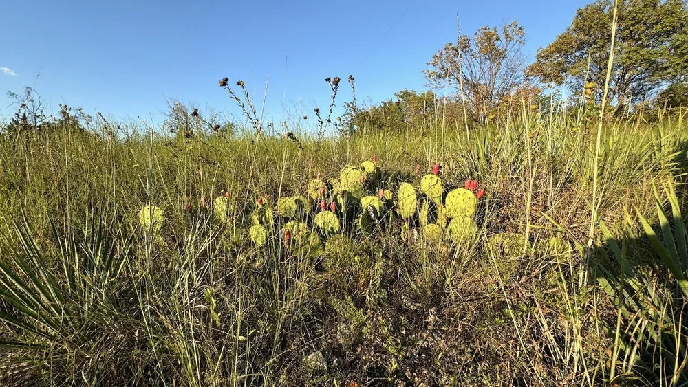   Prickly Pears  are sprouting their red tunas. 