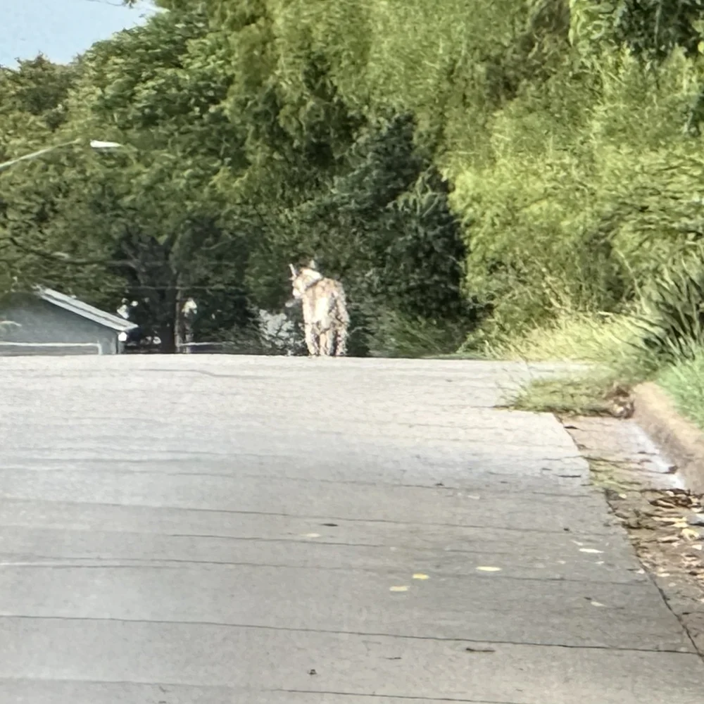  Look ma, a  Coyote  walking down View Street! 