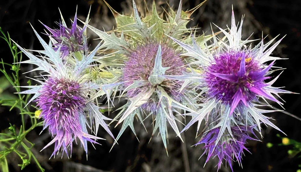  An unusual-looking,  Leavenworth's Eryngo  ( Eryngium leavenworthii)  