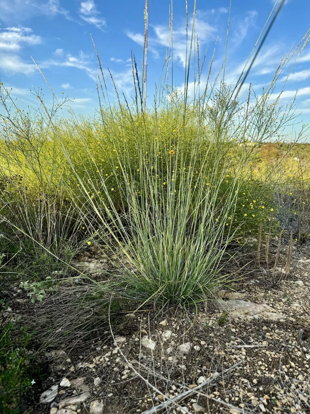   Tall Dropseed  ( Sporobolus compositus)  is one of 70+ species of grass at Tandy Hills. 